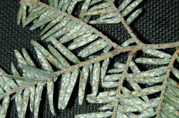 White bumps on pine needles caused by elongated hemlock scale damage.